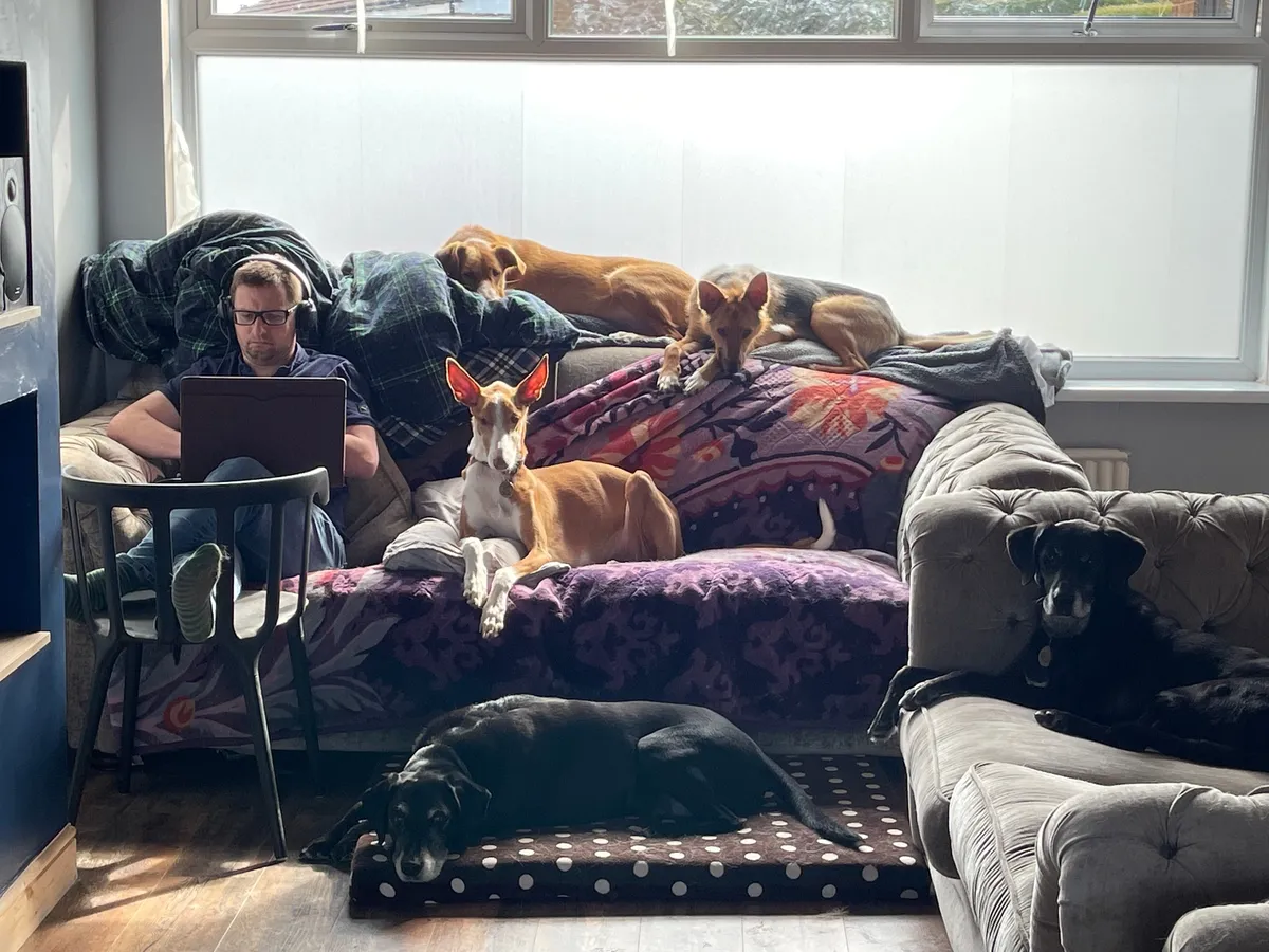 Me, surrounded by dogs on the sofa